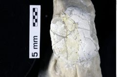 Foto (Detailansicht) von Decapoda indet. (NHMW-GEO-1990-0041-0401)